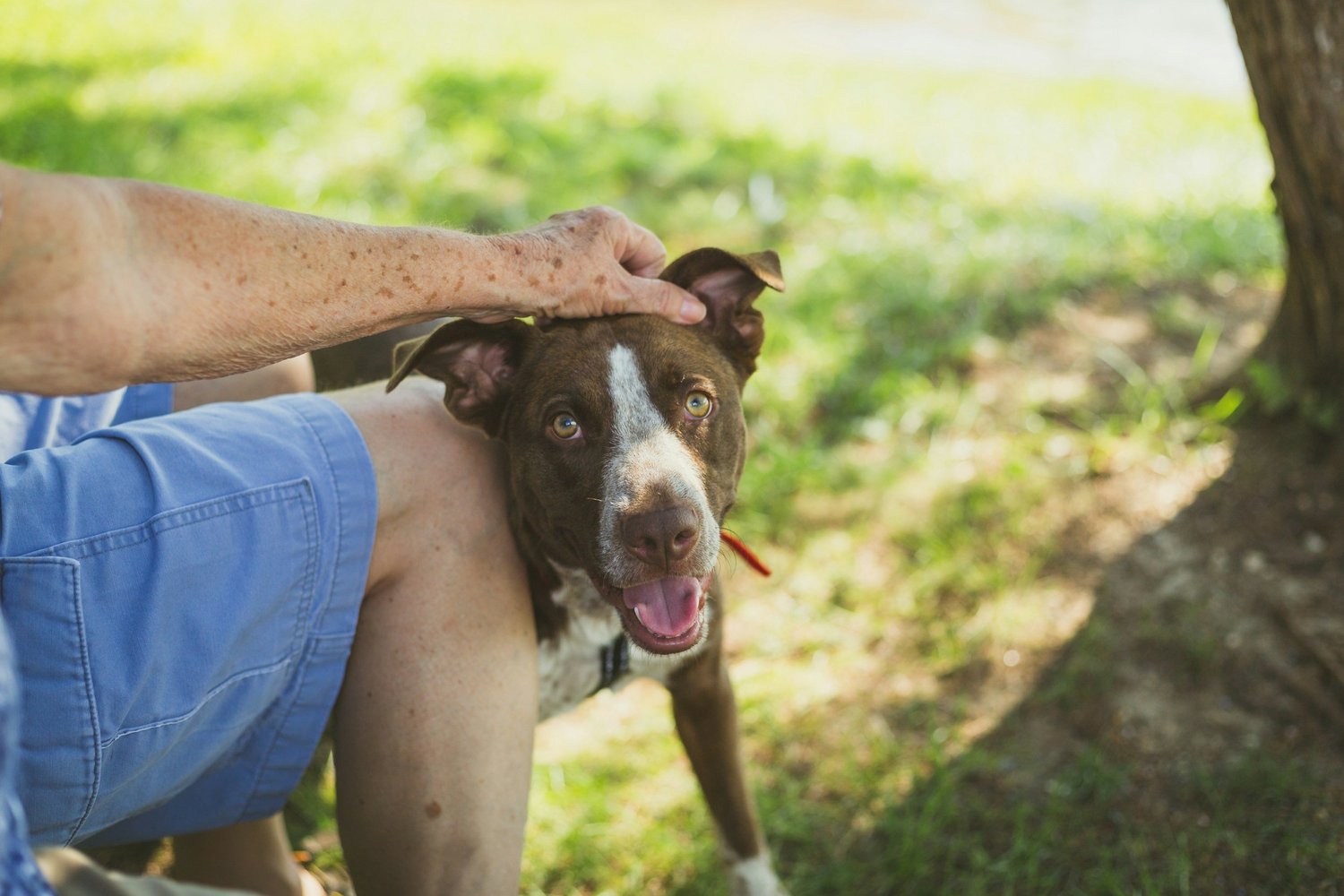 Foster support, transport and adoption days for animals in need.